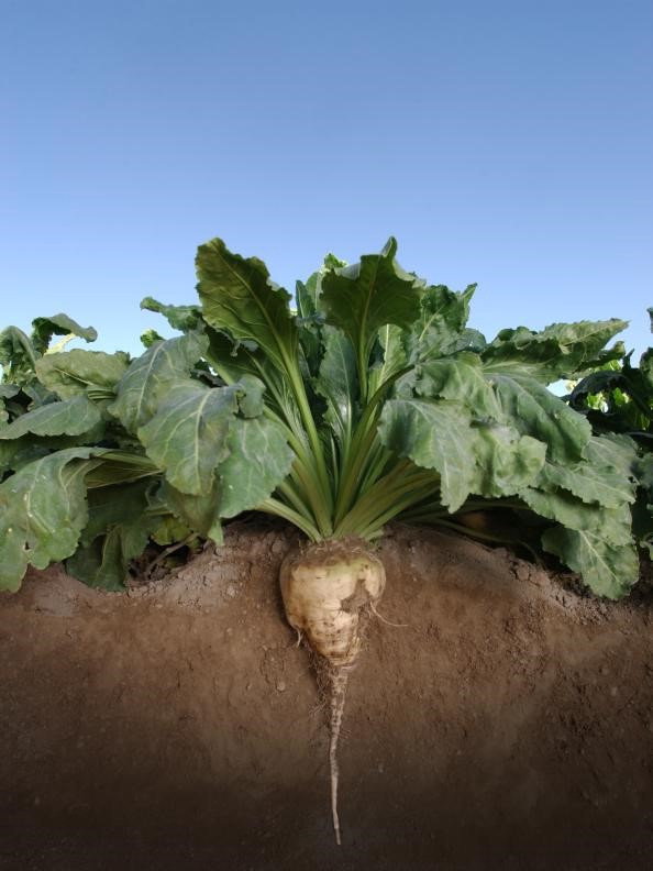 GMO Sugar Beets Five Things to Know GMO Answers